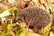 Igel in Herbstblättern