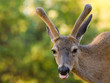 Blacktail Stag Sticking out Its Tongue