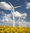 Windpark mit Rapsfeld