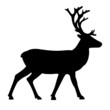 reindeer