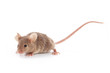 Small mouse