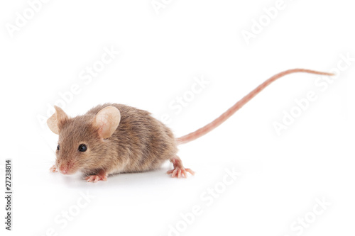 Foto: Small mouse Small mouse