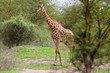 Girafe
