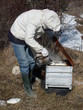 nourrissage des abeilles en hiver nourrissage des abeilles en hiver