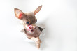 Funny little dog on white