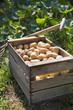 caisse de pommes de terre fraichement ramassée