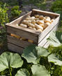 caisse de pommes de terre dans un jardin