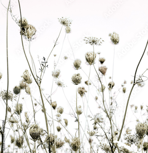 summer meadow silhouettes art background © luceluceluce #27241286summer meadow silhouettes art background