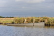 Parc Régional de Brière