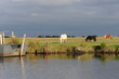 Parc Régional de Brière
