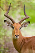 Gazelle Dama