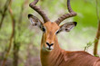 Gazelle Dama