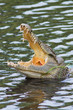 Crocodile de Bandia