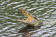 Crocodile de Bandia