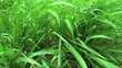 Herbes dans le vent