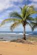 palm