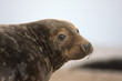 side profile of a grey seal side profile of a grey seal