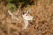 young fallow deer in fern young fallow deer in fern