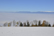 herbstwald im schnee