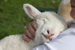 Lamb snuggling in