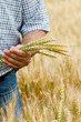 Farmer with wheat in hands. Field of wheat on background. Farmer with wheat in hands. Field of wheat on background.