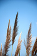 Autumn in wetland