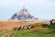 Moutons pré-salé
