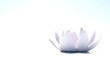 Zen flower loto isolated