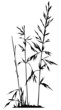 Grashalme Sihouetten