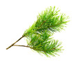 cedar branch cedar branch