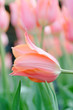 Pink Tulip with Background Flowers Pink Tulip with Background Flowers