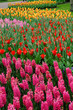 Keukenhof Gardens Keukenhof Gardens
