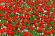 Red and White Tulips Red and White Tulips
