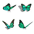 butterfly collection, different views