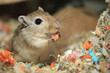 Gerbil mit Karotte