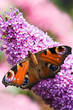 Peacock butterfly on pink flowers