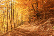 Wald