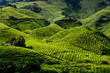 Cameron Highland Tea Plantation