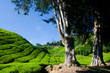 Cameron Highland Tea Plantation
