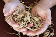 Ginseng harvested in the Appalachian mountains
