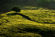 Cameron Highland Tea Plantation