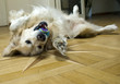 hund
