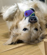 hund