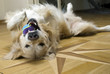 hund