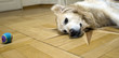 hund