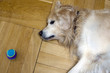 hund