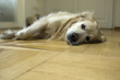 hund