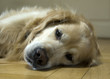 hund