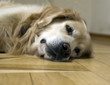 hund