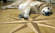 hund